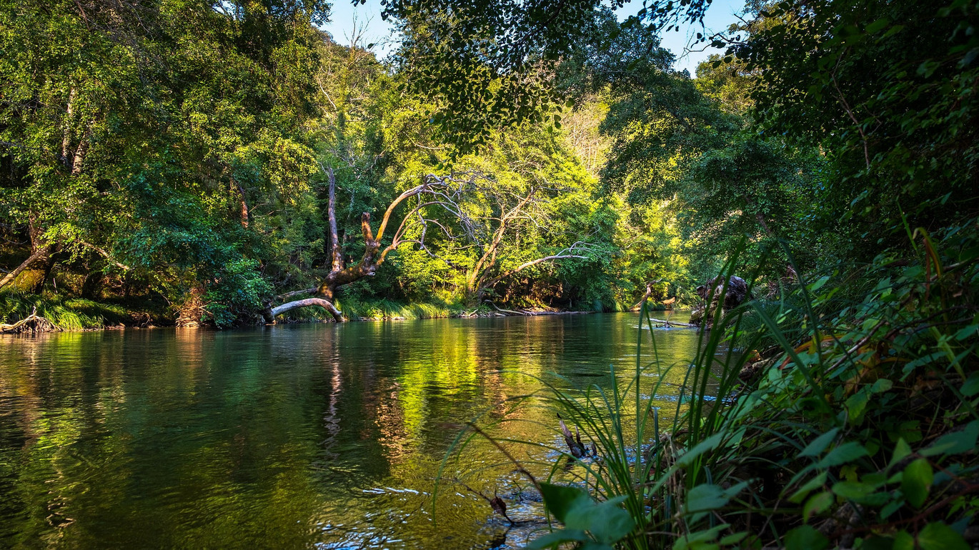 Rainforest-g0e2e1475a 1920